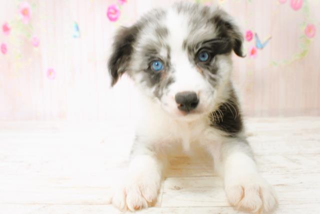 北海道のボーダーコリー (Coo&RIKU函館店/2025年6月22日生まれ/女の子/ブルーマール)の子犬の1枚目の画像