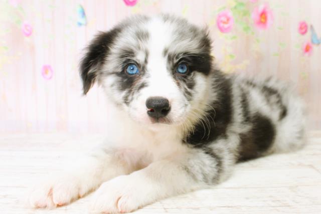 北海道のボーダーコリー (Coo&RIKU函館店/2025年6月22日生まれ/女の子/ブルーマール)の子犬の2枚目の画像