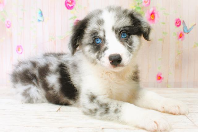 北海道のボーダーコリー (Coo&RIKU函館店/2025年6月22日生まれ/女の子/ブルーマール)の子犬の3枚目の画像