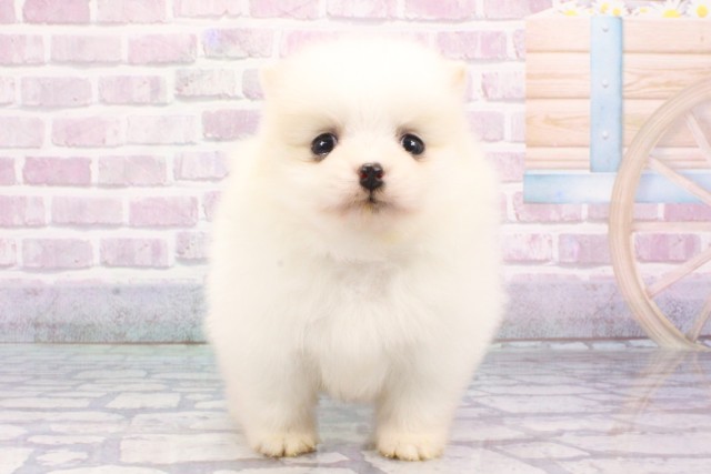 兵庫県のポメラニアン (Coo&RIKU尼崎店/2025年6月21日生まれ/女の子/クリーム)の子犬の1枚目の画像