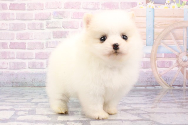 兵庫県のポメラニアン (Coo&RIKU尼崎店/2025年6月21日生まれ/女の子/クリーム)の子犬の2枚目の画像
