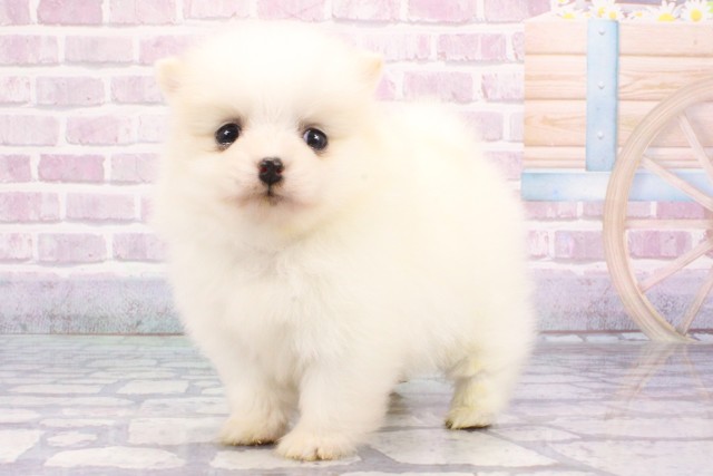 兵庫県のポメラニアン (Coo&RIKU尼崎店/2025年6月21日生まれ/女の子/クリーム)の子犬の3枚目の画像