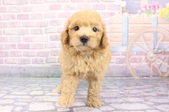 兵庫県のトイプードル(トイ) (Coo&RIKU丹波店/2025年6月21日生まれ/男の子/アプリコット)の子犬の1枚目の画像