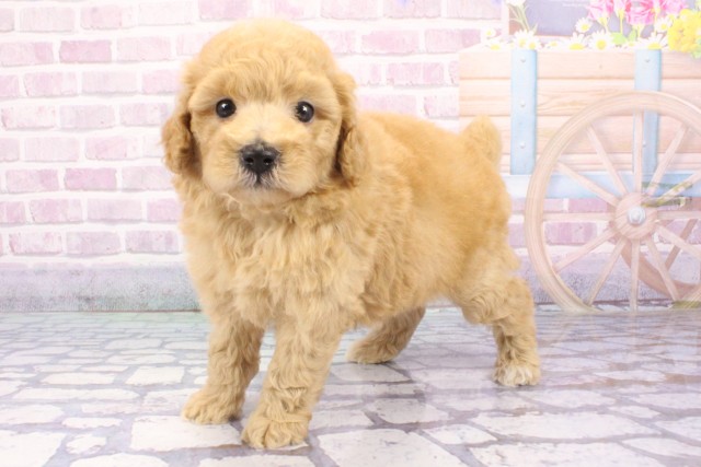 兵庫県のトイプードル(トイ) (Coo&RIKU丹波店/2025年6月21日生まれ/男の子/アプリコット)の子犬の2枚目の画像