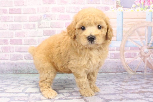 兵庫県のトイプードル(トイ) (Coo&RIKU丹波店/2025年6月21日生まれ/男の子/アプリコット)の子犬の3枚目の画像