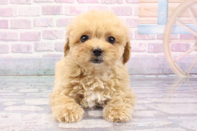 兵庫県のハーフ犬・ミックス犬 (Coo&RIKU神戸垂水店/2025年6月16日生まれ/女の子/クリーム)の子犬の1枚目の画像