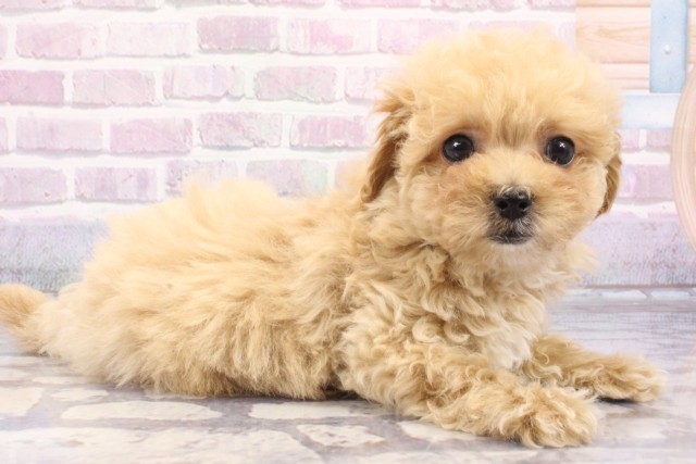 兵庫県のハーフ犬・ミックス犬 (Coo&RIKU神戸垂水店/2025年6月16日生まれ/女の子/クリーム)の子犬の2枚目の画像