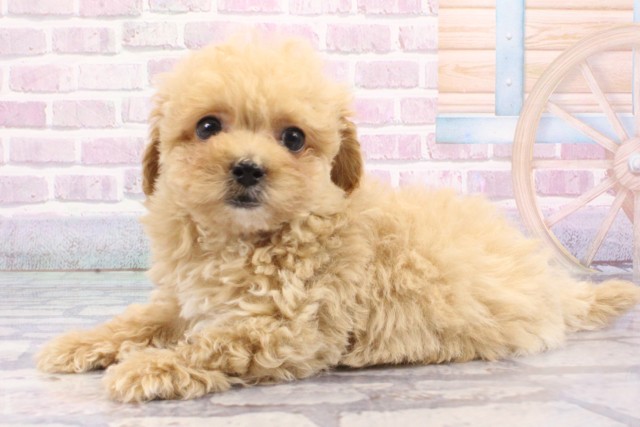 兵庫県のハーフ犬・ミックス犬 (Coo&RIKU神戸垂水店/2025年6月16日生まれ/女の子/クリーム)の子犬の3枚目の画像