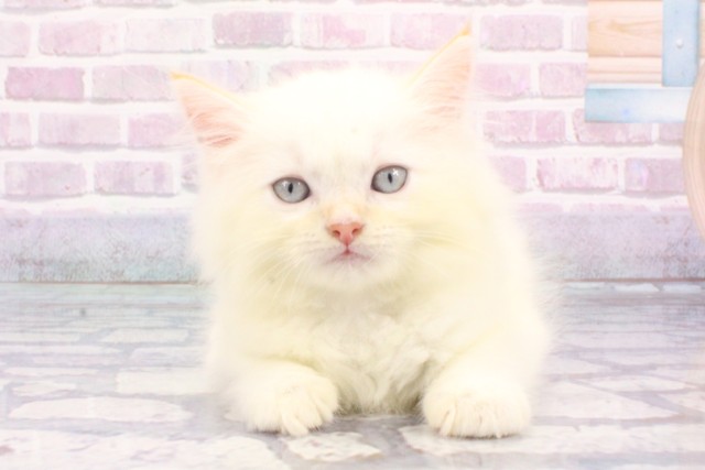 兵庫県のラガマフィン (Coo&RIKU姫路店/2025年6月19日生まれ/女の子/クリームタビーホワイトバン)の子猫の1枚目の画像