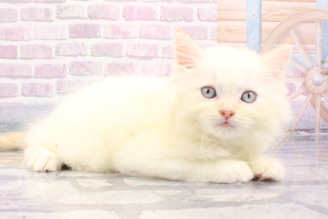 兵庫県のラガマフィン (Coo&RIKU姫路店/2025年6月19日生まれ/女の子/クリームタビーホワイトバン)の子猫の2枚目の画像