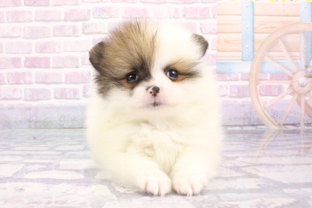 大阪府のポメラニアン (Coo&RIKU心斎橋店/2025年6月22日生まれ/男の子/ホワイトレッド)の子犬の1枚目の画像