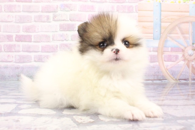 大阪府のポメラニアン (Coo&RIKU心斎橋店/2025年6月22日生まれ/男の子/ホワイトレッド)の子犬の2枚目の画像