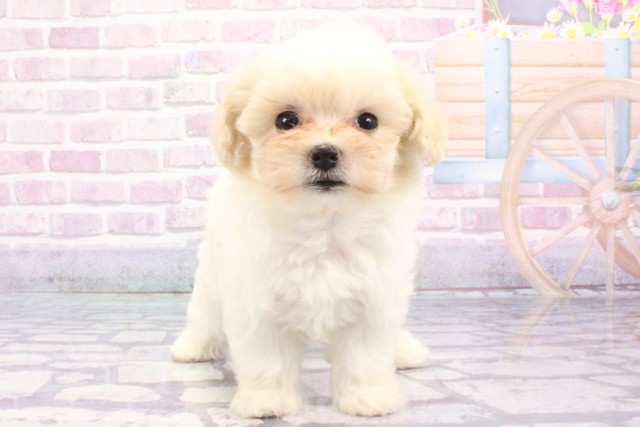 大阪府のハーフ犬・ミックス犬 (Coo&RIKU梅田店/2025年6月21日生まれ/女の子/クリーム)の子犬の1枚目の画像