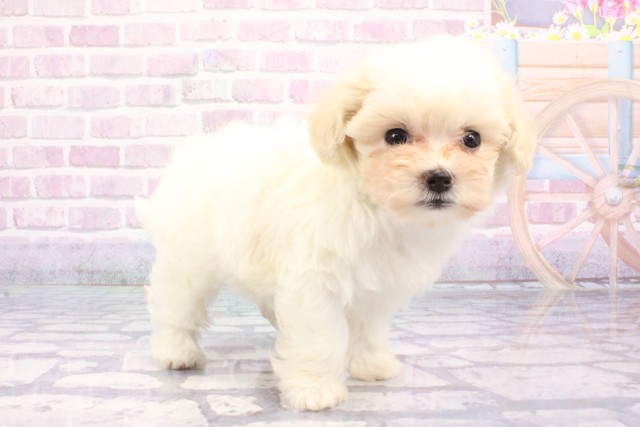 大阪府のハーフ犬・ミックス犬 (Coo&RIKU梅田店/2025年6月21日生まれ/女の子/クリーム)の子犬の2枚目の画像