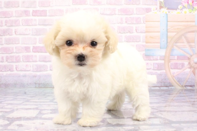 大阪府のハーフ犬・ミックス犬 (Coo&RIKU梅田店/2025年6月21日生まれ/女の子/クリーム)の子犬の3枚目の画像