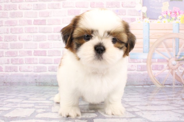 大阪府のシーズー (Coo&RIKU梅田店/2025年6月20日生まれ/男の子/ゴールドホワイト)の子犬の1枚目の画像
