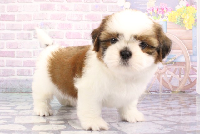 大阪府のシーズー (Coo&RIKU梅田店/2025年6月20日生まれ/男の子/ゴールドホワイト)の子犬の2枚目の画像
