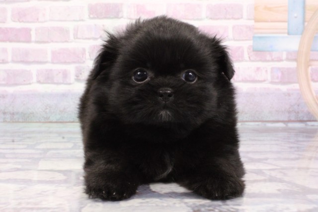 大阪府のハーフ犬・ミックス犬 (Coo&RIKU茶屋町店/2025年6月21日生まれ/女の子/ブラック)の子犬の1枚目の画像