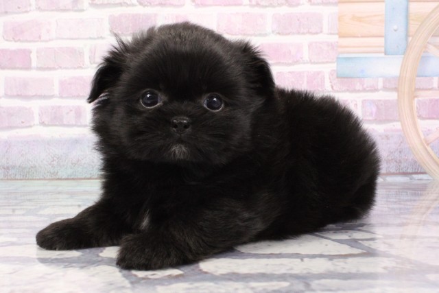 大阪府のハーフ犬・ミックス犬 (Coo&RIKU茶屋町店/2025年6月21日生まれ/女の子/ブラック)の子犬の2枚目の画像