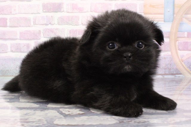 大阪府のハーフ犬・ミックス犬 (Coo&RIKU茶屋町店/2025年6月21日生まれ/女の子/ブラック)の子犬の3枚目の画像