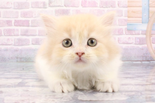 兵庫県のマンチカン (Coo&RIKU神戸三宮店/2025年6月21日生まれ/男の子/クリームタビーホワイト)の子猫の1枚目の画像