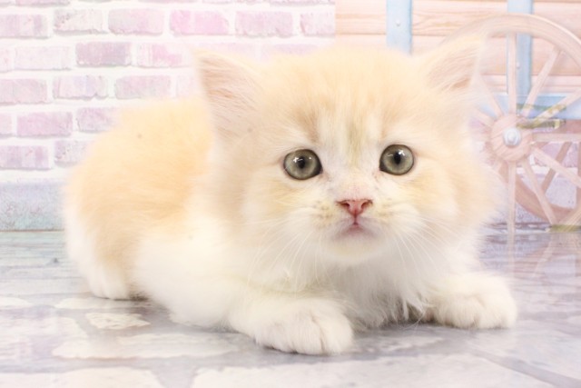 兵庫県のマンチカン (Coo&RIKU神戸三宮店/2025年6月21日生まれ/男の子/クリームタビーホワイト)の子猫の2枚目の画像