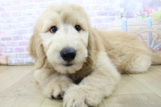 山形県のゴールデンドゥードゥル(ゴールデン×プードル) (Coo&RIKU山形店/2025年6月17日生まれ/男の子/クリーム)の子犬の2枚目の画像