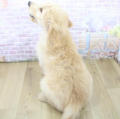 山形県のゴールデンドゥードゥル(ゴールデン×プードル) (Coo&RIKU山形店/2025年6月17日生まれ/男の子/クリーム)の子犬の4枚目の画像