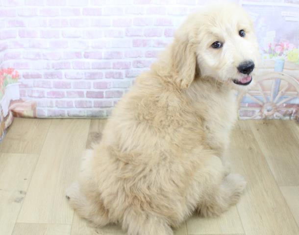 福島県のゴールデンドゥードゥル(ゴールデン×プードル) (Coo&RIKU郡山店/2025年6月17日生まれ/女の子/クリーム)の子犬の4枚目の画像