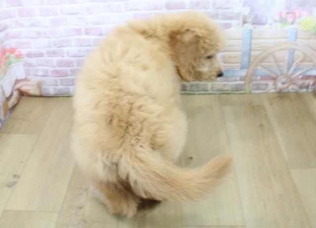 青森県のゴールデンドゥードゥル(ゴールデン×プードル) (Coo&RIKU八戸店/2025年6月17日生まれ/女の子/クリーム)の子犬の4枚目の画像