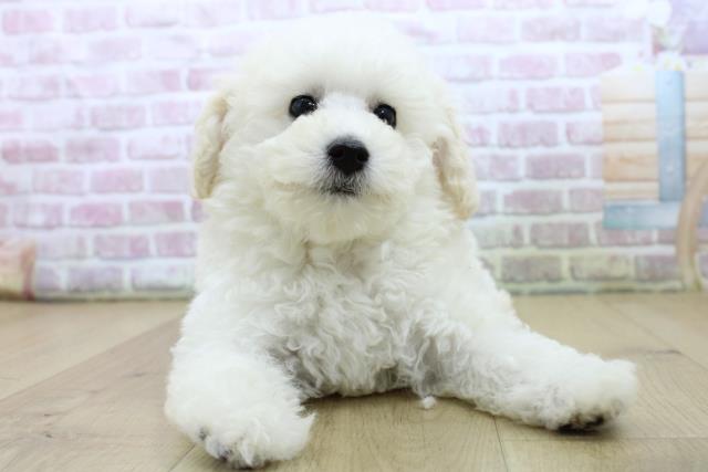 福島県のトイプードル(トイ) (Coo&RIKU福島店/2025年6月20日生まれ/男の子/ホワイト)の子犬の1枚目の画像