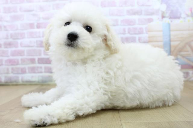 福島県のトイプードル(トイ) (Coo&RIKU福島店/2025年6月20日生まれ/男の子/ホワイト)の子犬の2枚目の画像