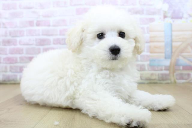 福島県のトイプードル(トイ) (Coo&RIKU福島店/2025年6月20日生まれ/男の子/ホワイト)の子犬の3枚目の画像