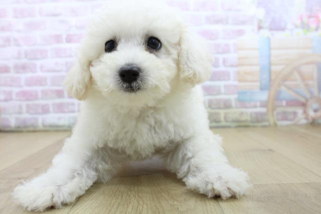 宮城県のトイプードル(トイ) (Coo&RIKU仙台太白店/2025年6月20日生まれ/男の子/ホワイト)の子犬の1枚目の画像