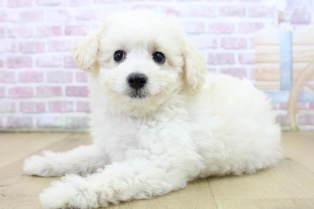 宮城県のトイプードル(トイ) (Coo&RIKU石巻店/2025年6月20日生まれ/男の子/ホワイト)の子犬の2枚目の画像