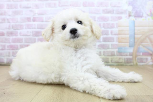 宮城県のトイプードル(トイ) (Coo&RIKU石巻店/2025年6月20日生まれ/男の子/ホワイト)の子犬の3枚目の画像