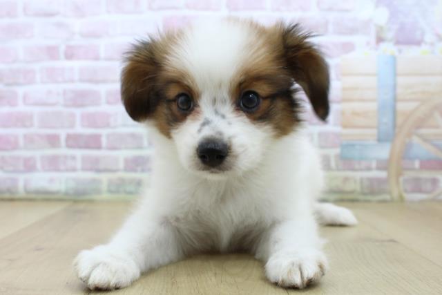 青森県のパピヨン (Coo&RIKU弘前店/2025年6月20日生まれ/男の子/ホワイトブラウン)の子犬の1枚目の画像