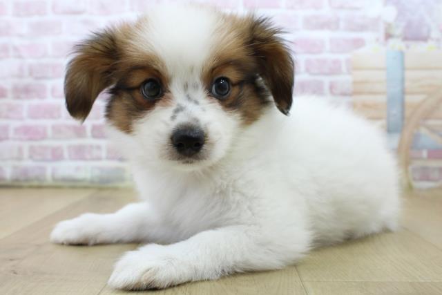 青森県のパピヨン (Coo&RIKU弘前店/2025年6月20日生まれ/男の子/ホワイトブラウン)の子犬の2枚目の画像