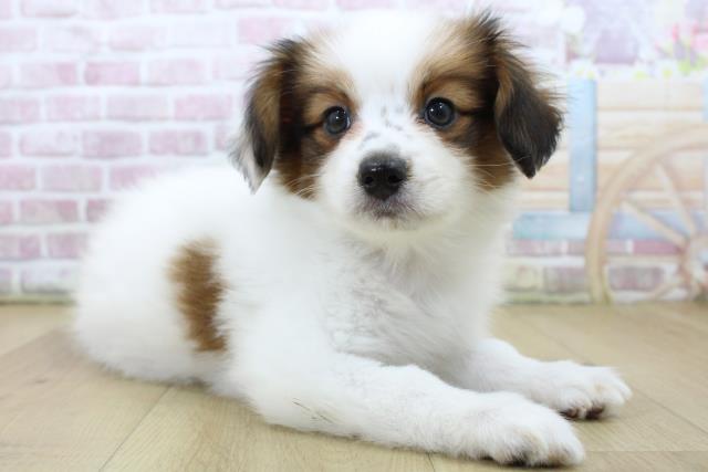 青森県のパピヨン (Coo&RIKU弘前店/2025年6月20日生まれ/男の子/ホワイトブラウン)の子犬の3枚目の画像