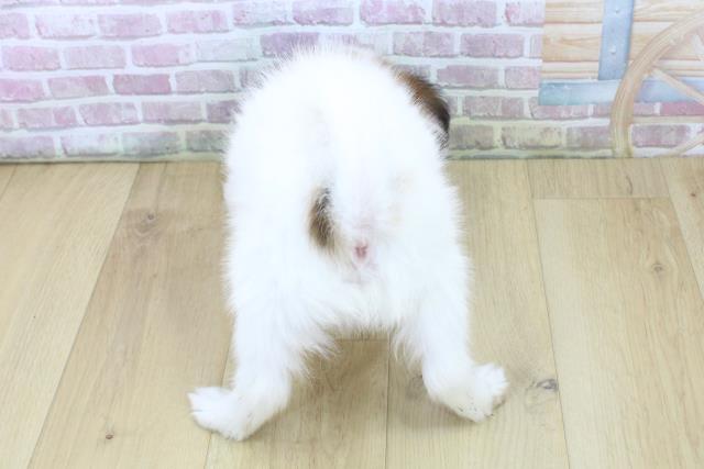 青森県のパピヨン (Coo&RIKU弘前店/2025年6月20日生まれ/男の子/ホワイトブラウン)の子犬の4枚目の画像