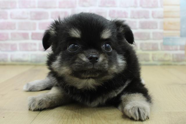 福島県のチワワ(ロング) (Coo&RIKU郡山店/2025年6月22日生まれ/女の子/ブラックタンホワイト)の子犬の1枚目の画像