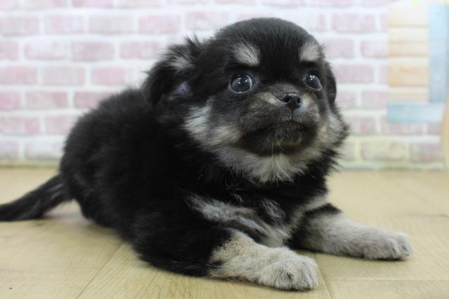 福島県のチワワ(ロング) (Coo&RIKU郡山店/2025年6月22日生まれ/女の子/ブラックタンホワイト)の子犬の3枚目の画像