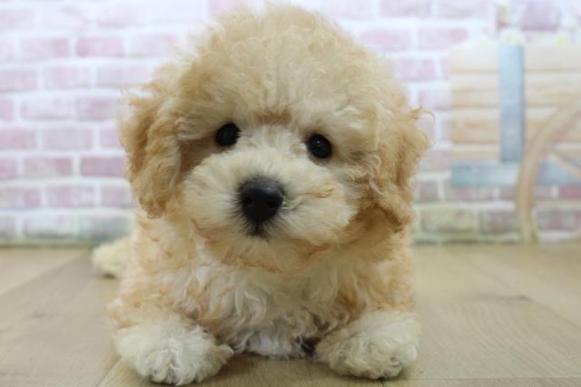 千葉県のトイプードル(トイ) (Coo&RIKU東船橋店/2025年6月22日生まれ/男の子/アプリコット)の子犬の1枚目の画像