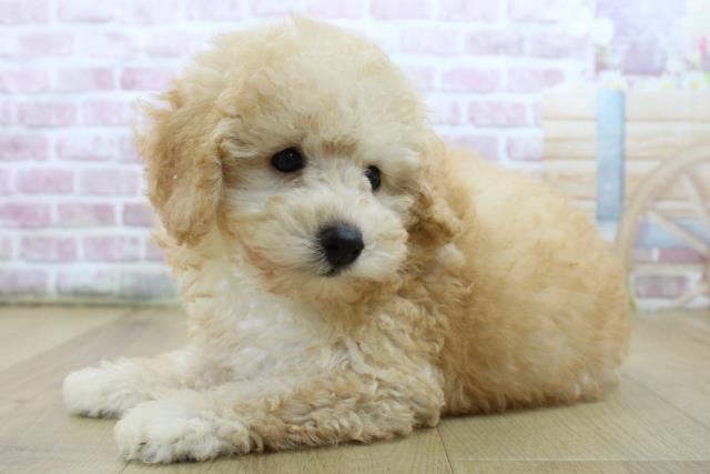 千葉県のトイプードル(トイ) (Coo&RIKU東船橋店/2025年6月22日生まれ/男の子/アプリコット)の子犬の2枚目の画像