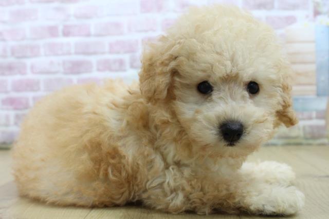 千葉県のトイプードル(トイ) (Coo&RIKU東船橋店/2025年6月22日生まれ/男の子/アプリコット)の子犬の3枚目の画像