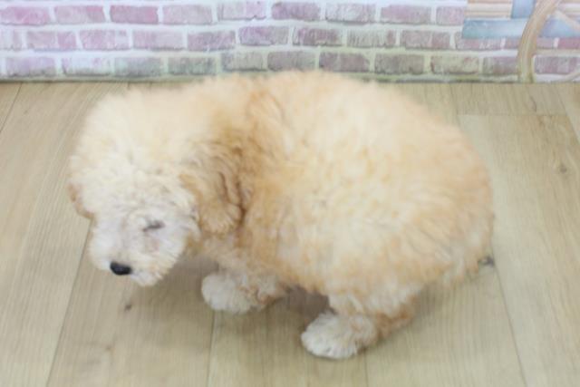 千葉県のトイプードル(トイ) (Coo&RIKU東船橋店/2025年6月22日生まれ/男の子/アプリコット)の子犬の4枚目の画像