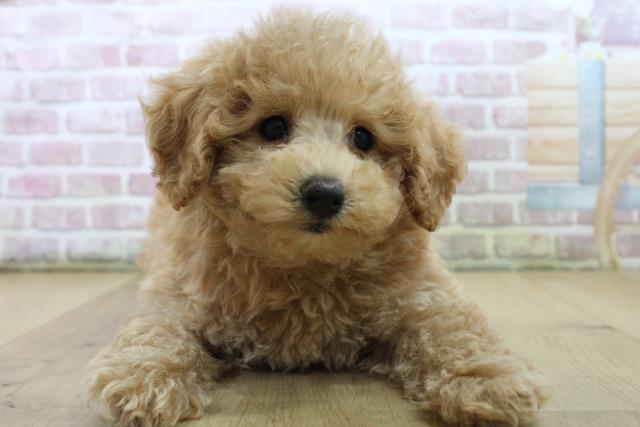 宮城県のトイプードル(トイ) (Coo&RIKU石巻店/2025年6月22日生まれ/男の子/アプリコット)の子犬の1枚目の画像