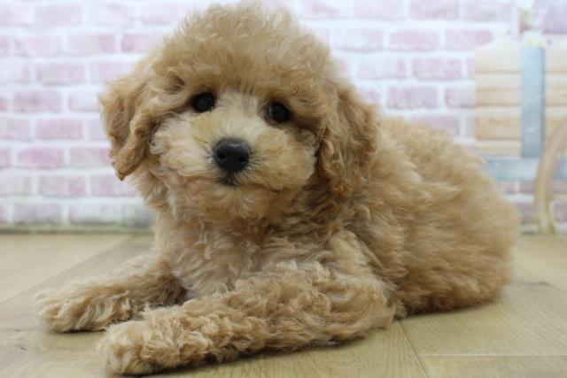 宮城県のトイプードル(トイ) (Coo&RIKU石巻店/2025年6月22日生まれ/男の子/アプリコット)の子犬の2枚目の画像