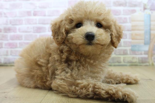 宮城県のトイプードル(トイ) (Coo&RIKU石巻店/2025年6月22日生まれ/男の子/アプリコット)の子犬の3枚目の画像