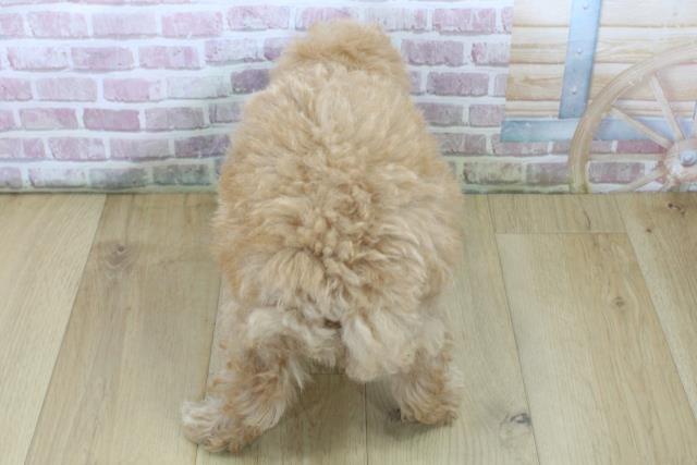 宮城県のトイプードル(トイ) (Coo&RIKU石巻店/2025年6月22日生まれ/男の子/アプリコット)の子犬の4枚目の画像